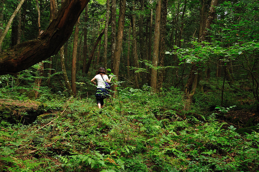 Aokigahara Forest (Sea of Trees) near Tokya Japan