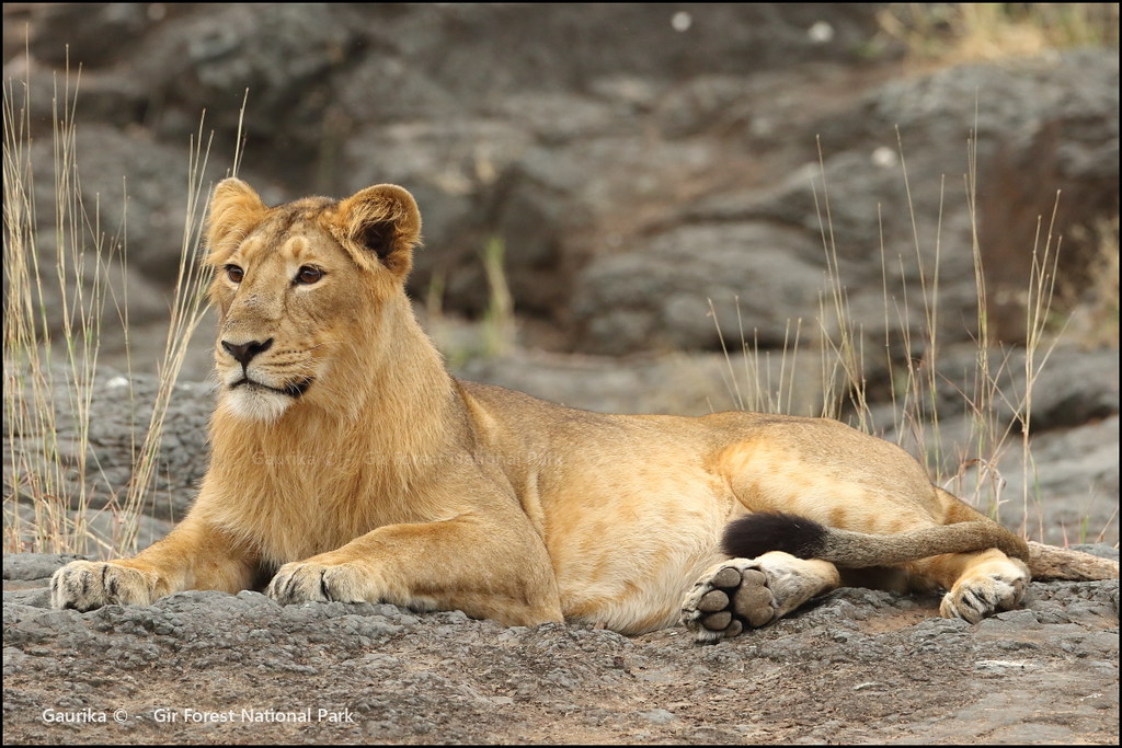 Asiatic Lion in Gir Forest National Park Gujarat India