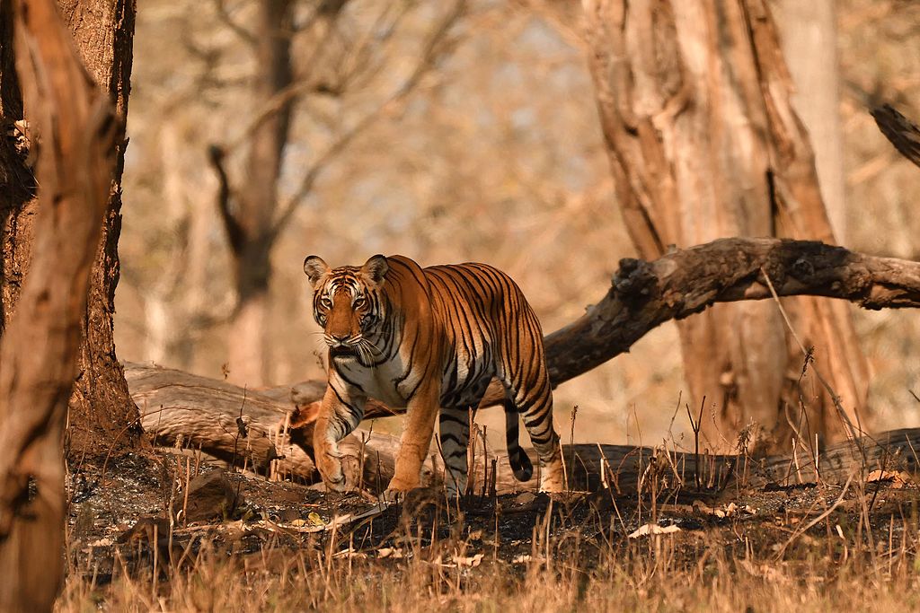 Bengal Tiger at Kabini Nagerhole Wildlife Sanctuary Karnataka India