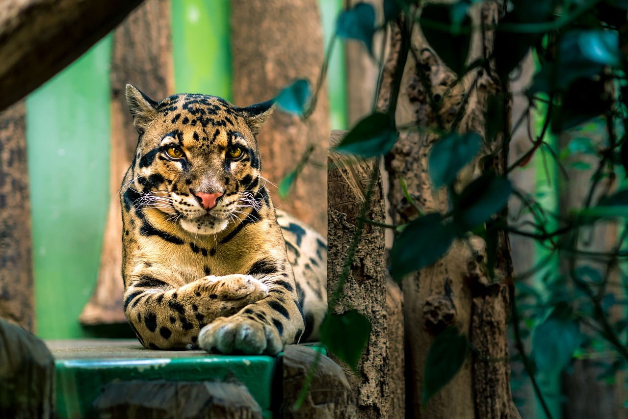 Clouded Leopard in the Himalayan Foothills Arunachal Pradesh India