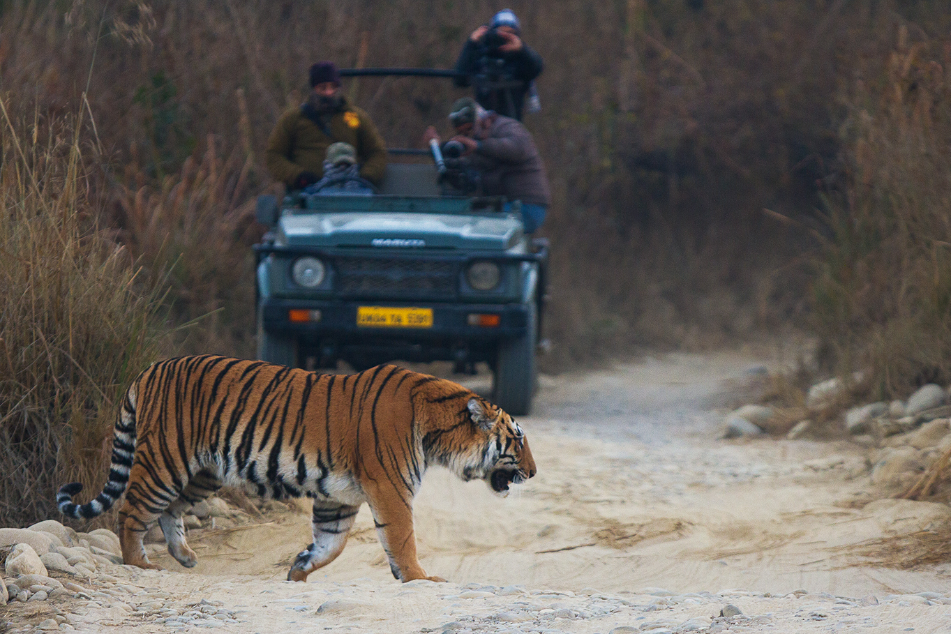 Tiger and Jeep Safari at Jim Corbett National Park Uttarakhand India