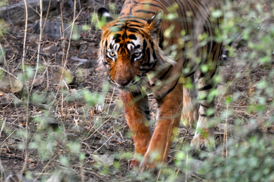 Tiger in Ranthambore National park Rajasthan India