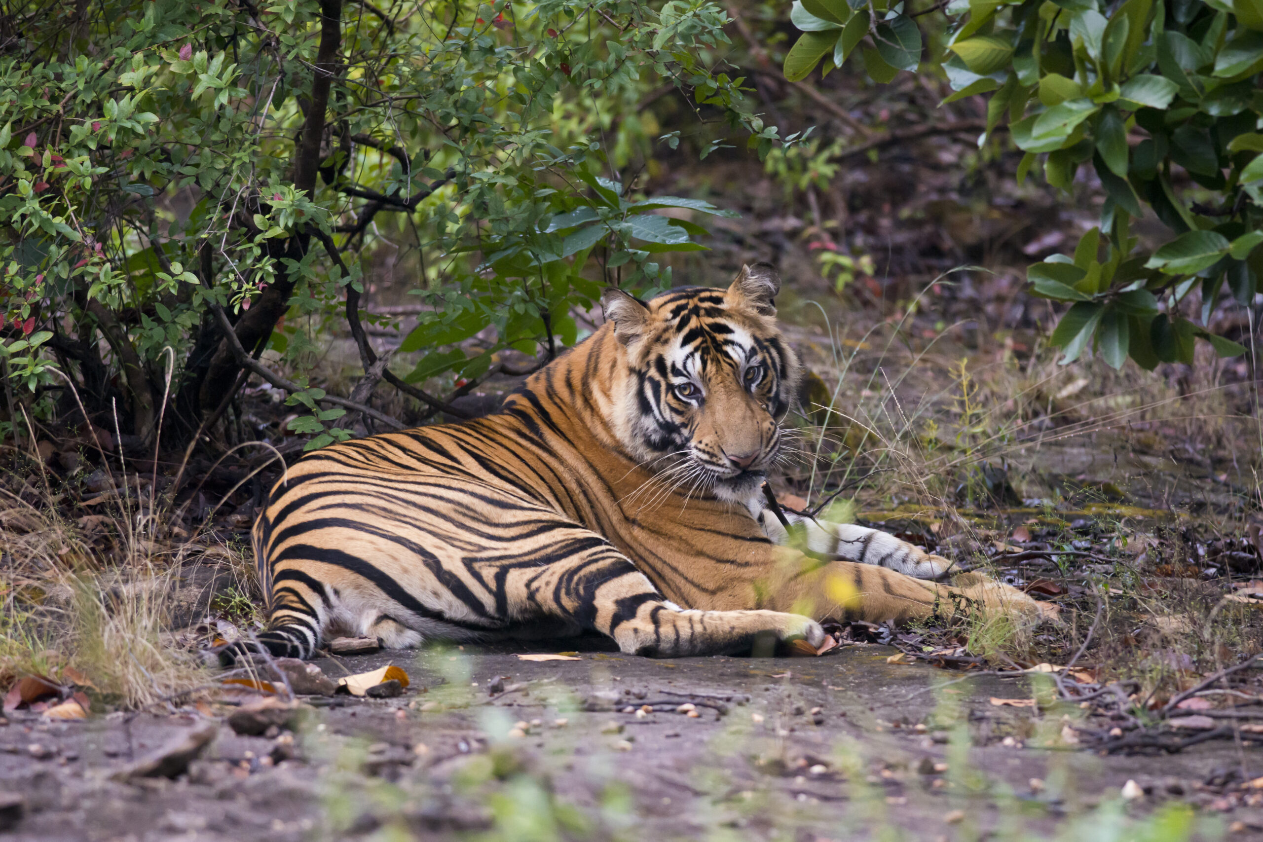 Read more about the article Three Endemic Big Cats Of India