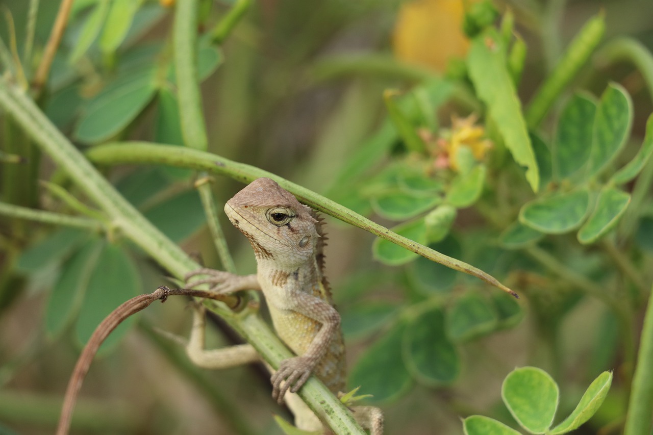 Garden Lizard Reptiles in India