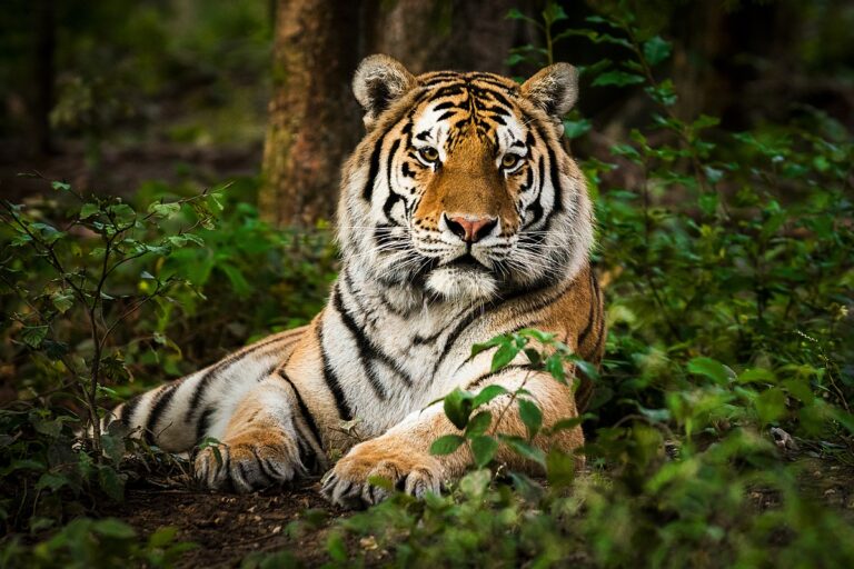 Read more about the article On The Quest For Stripes : Three Of India’s Best National Parks For Tigers