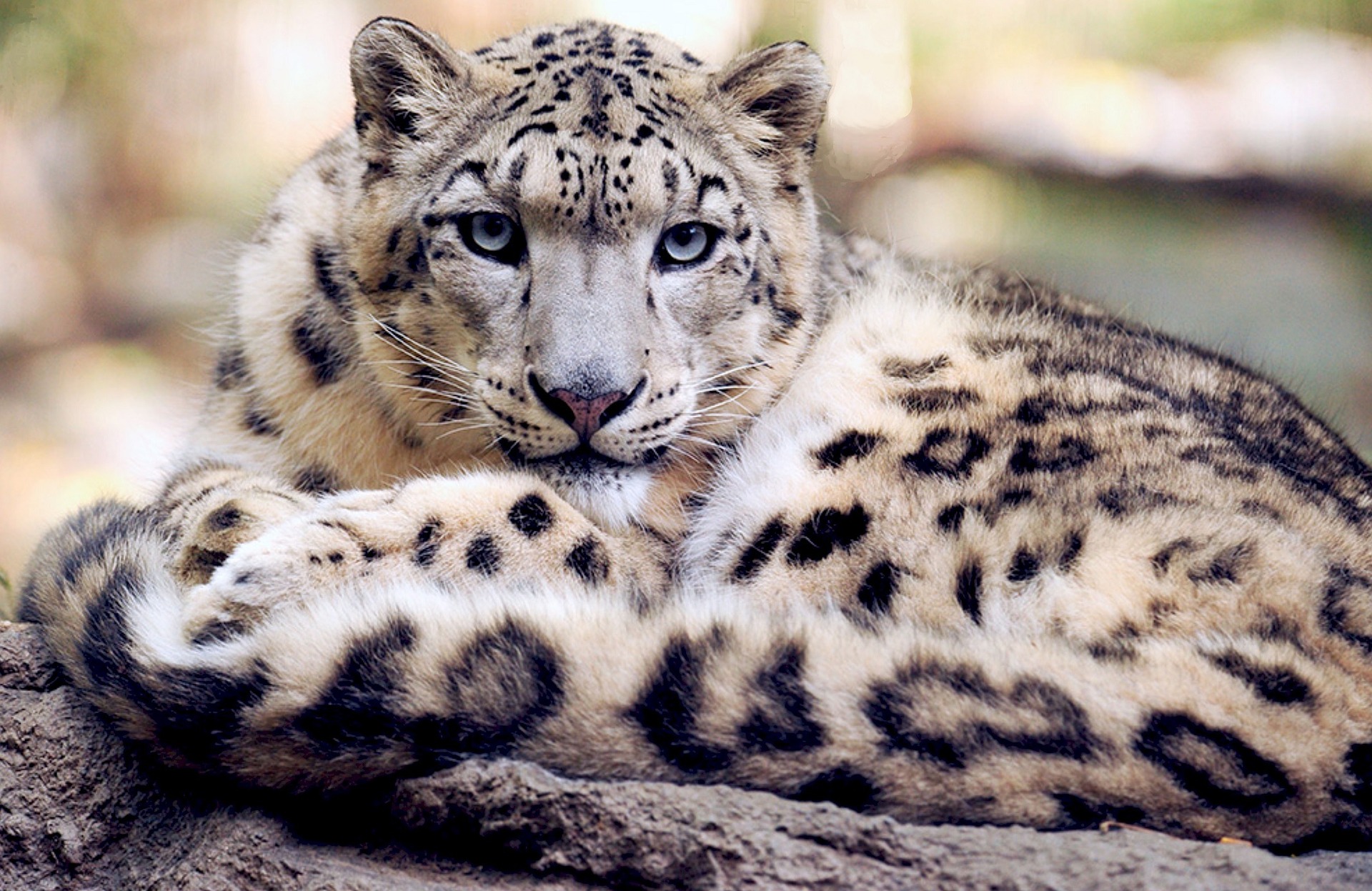 snow leopard in Himalayas India