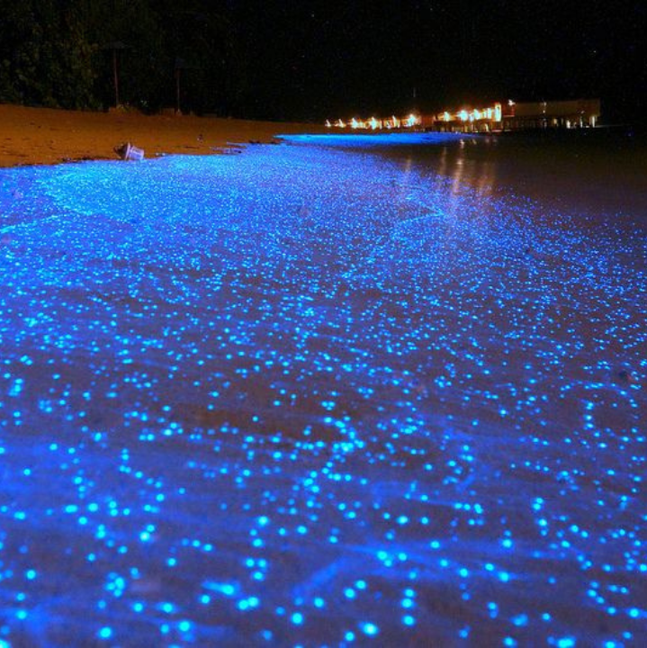  Bioluminescent Plankton beach in Maldives