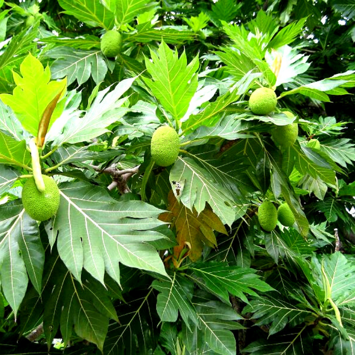 Breadfruit - Cuisine of Maldives