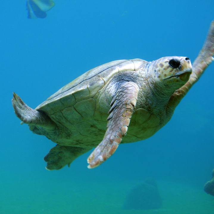 Sea turtles in Maldives