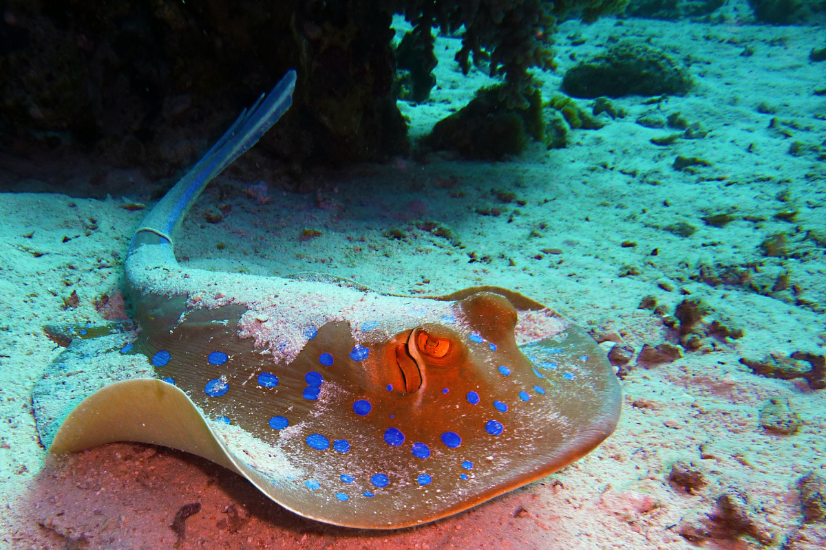 stingray in Maldives