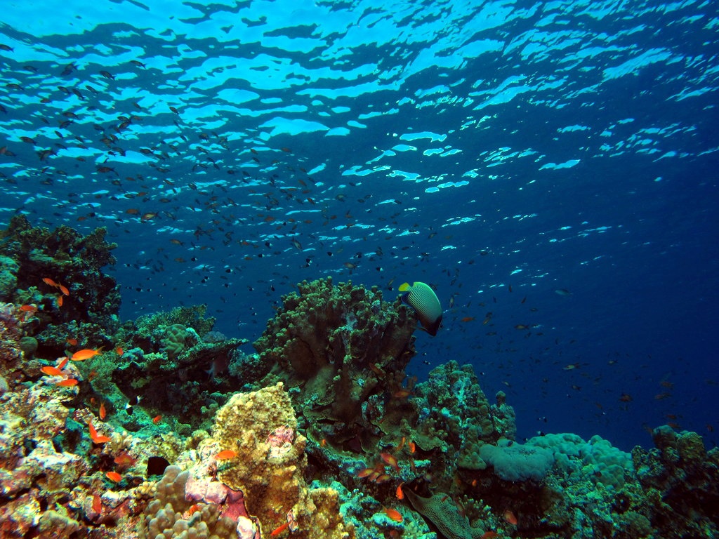 Underwater Red Sea Egypt Africa