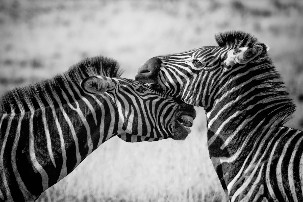 Zebras in Maasai Mara Kenya Africa