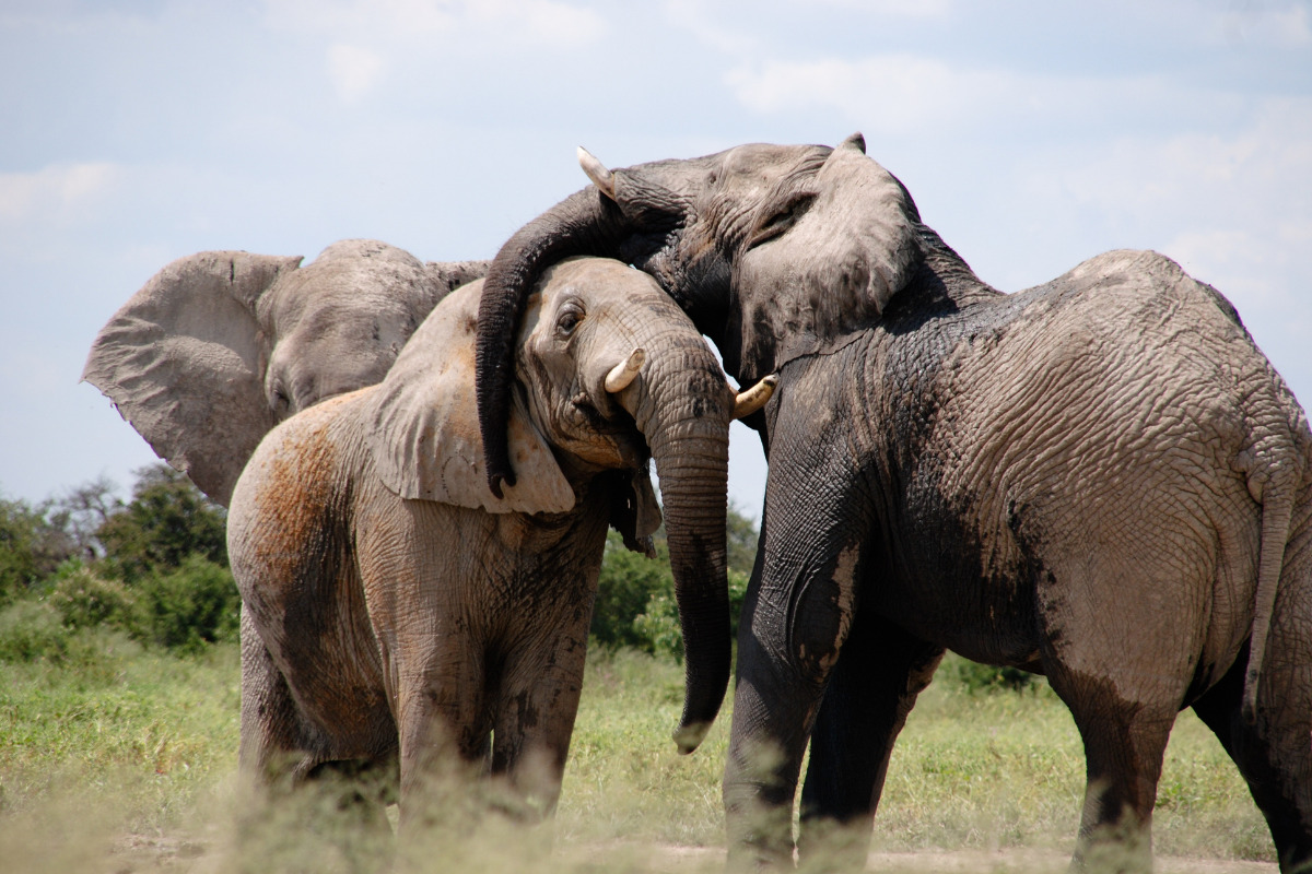 Elephants in Chobe National Park Botswana Africa