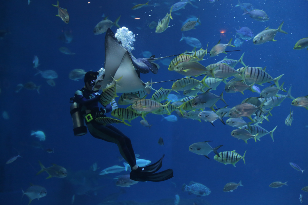 stingray snorkelling in Maldives