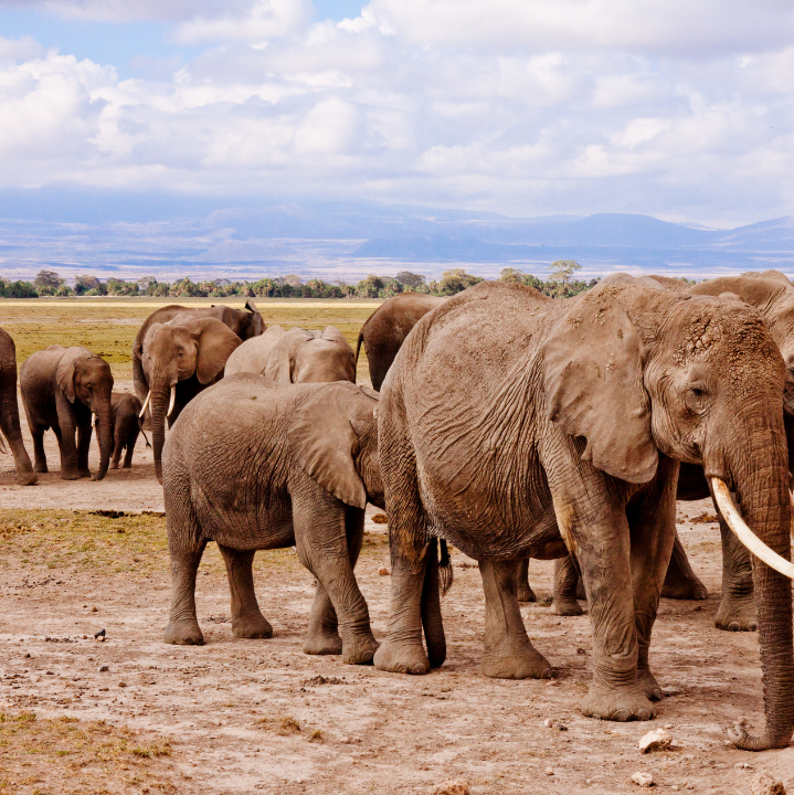 A herd of Elephants in Amboseli National Park Kenya Africa