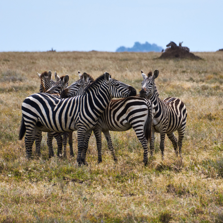 Zebras in Masai Mara Kenya