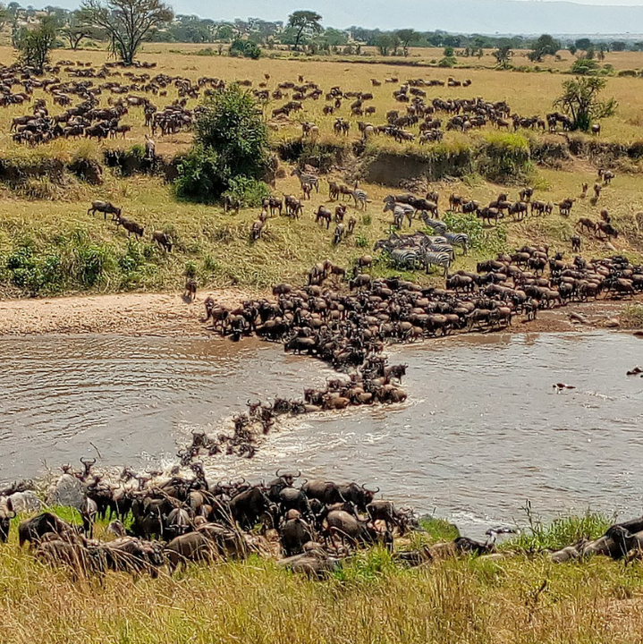 Great_Migration_in_Mara_River,_Serengeti_by_Tanzania_GET_Safaris