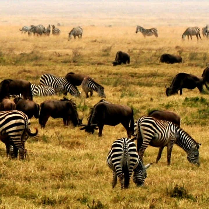 NgoroNgoro Crater, Tanzania, Africa