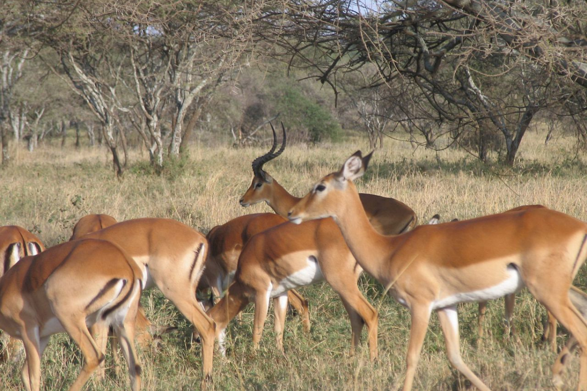 Read more about the article Serengeti National Park