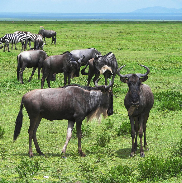 _White-bearded_Wildebeest