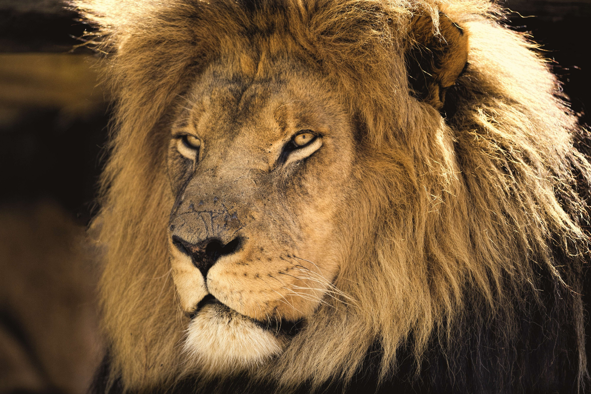 Read more about the article Wildlife Parks In Africa