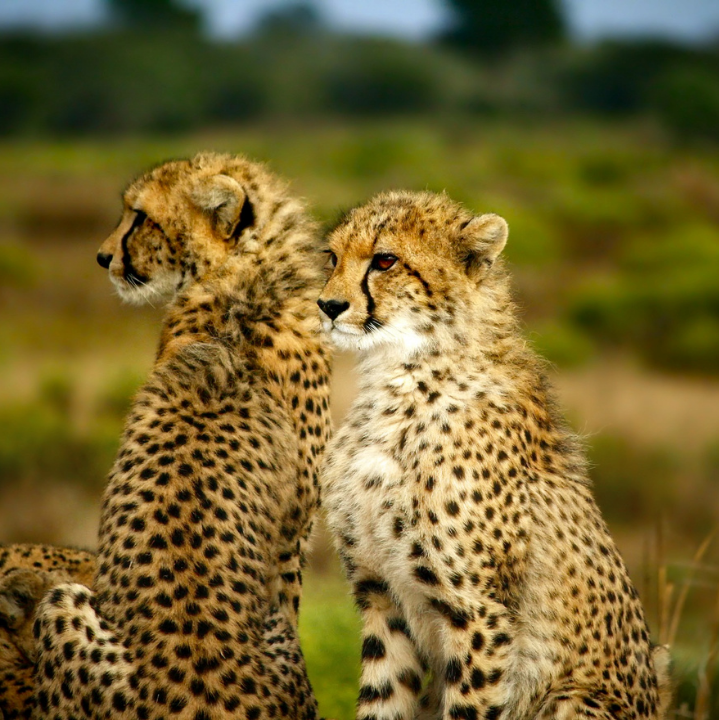 2 leopards in Serengeti National Park Tanzania Africa