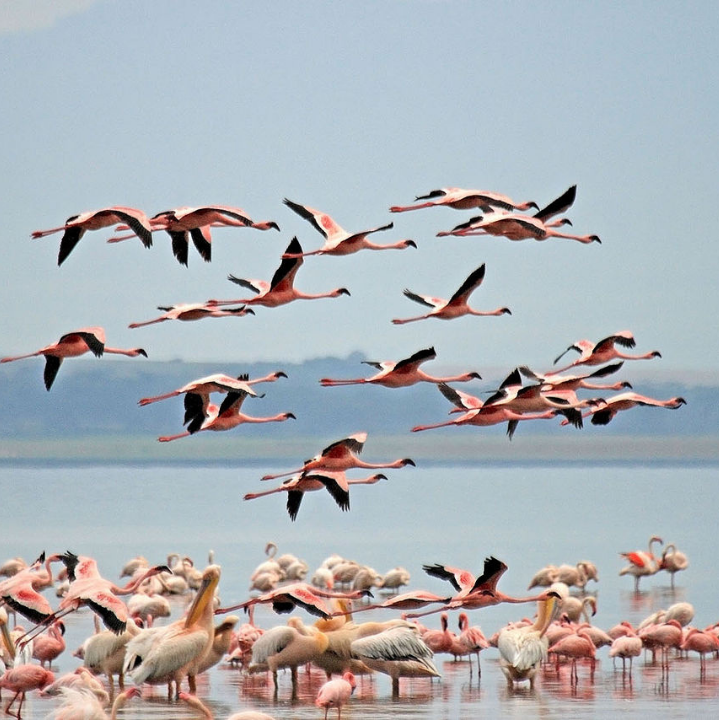 A flamboyance of flamingos in Etosha National Park Namibia Africa