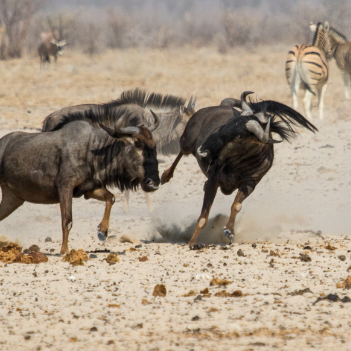 Warring Buffaloes in Lake Nakuru National Park Kenya Africa