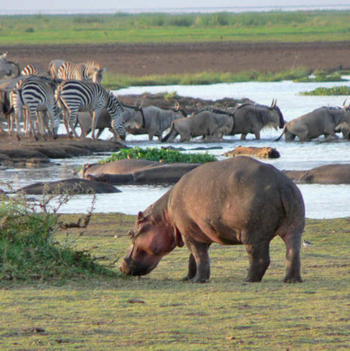 Zebras, Wildebeest and a Hippo in Lake Manyara National Park Tanzania Africa