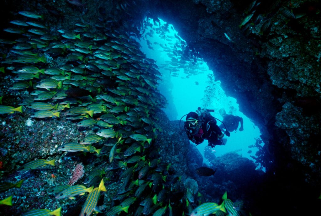 Shoal of fish while deep sea diving
