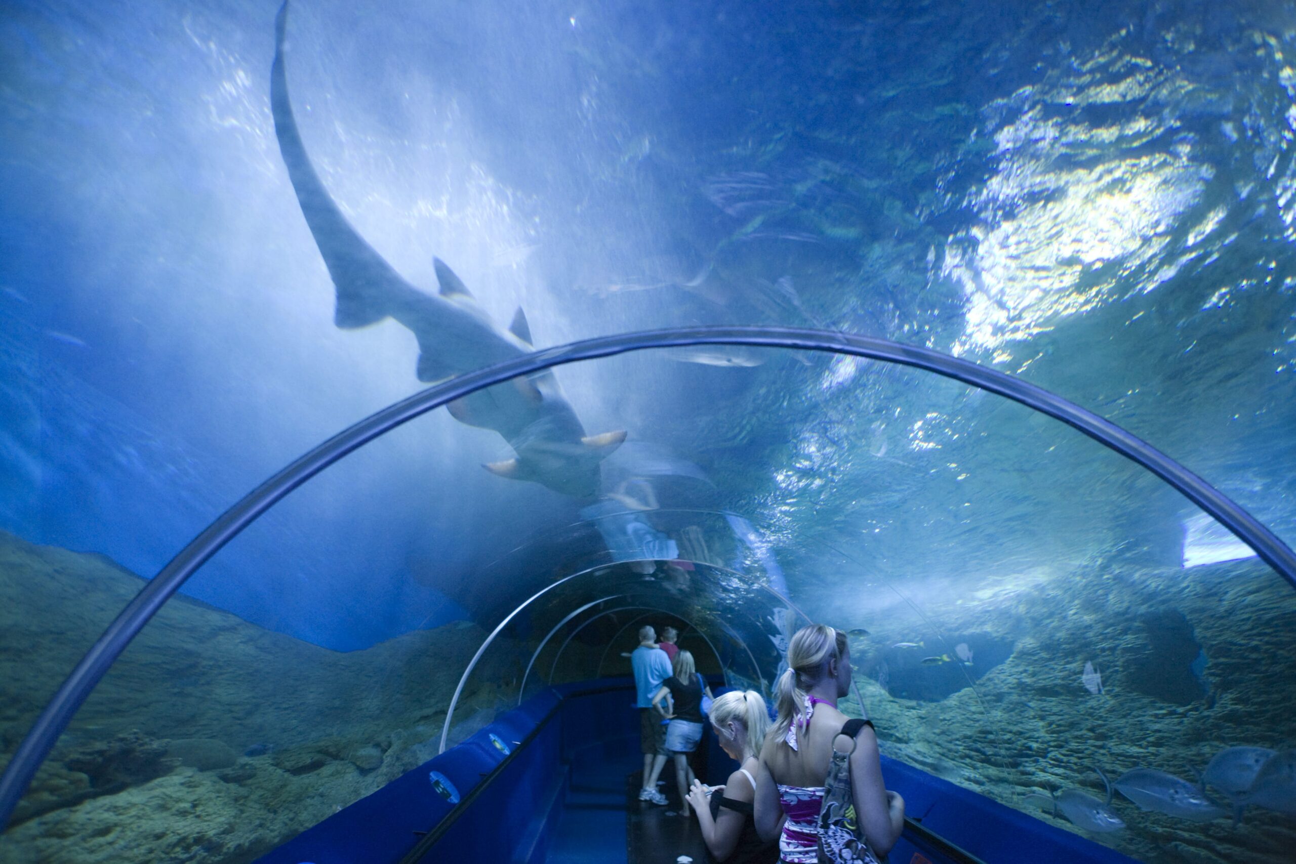 Underwater Aquariums around the World - 8ee551302e3f9Dcc9D0c0ef0a5789D07 Aquarium Of Western Australia ScaleD