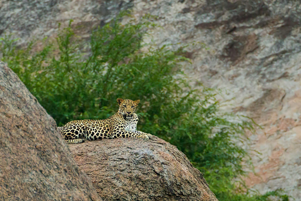 Leopard perched atop a rock in Aravalli mountain range Rajasthan
