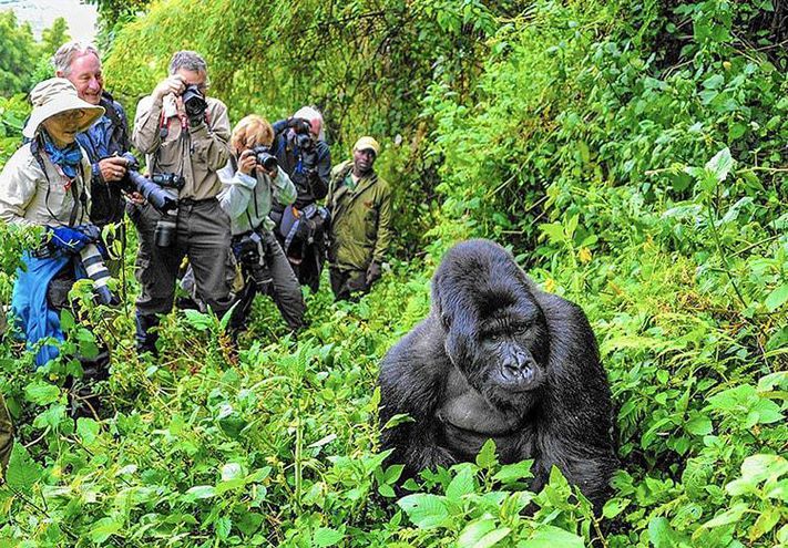 Gorilla in Bwindi Impenetrable National Park (BINP) Uganda Africa