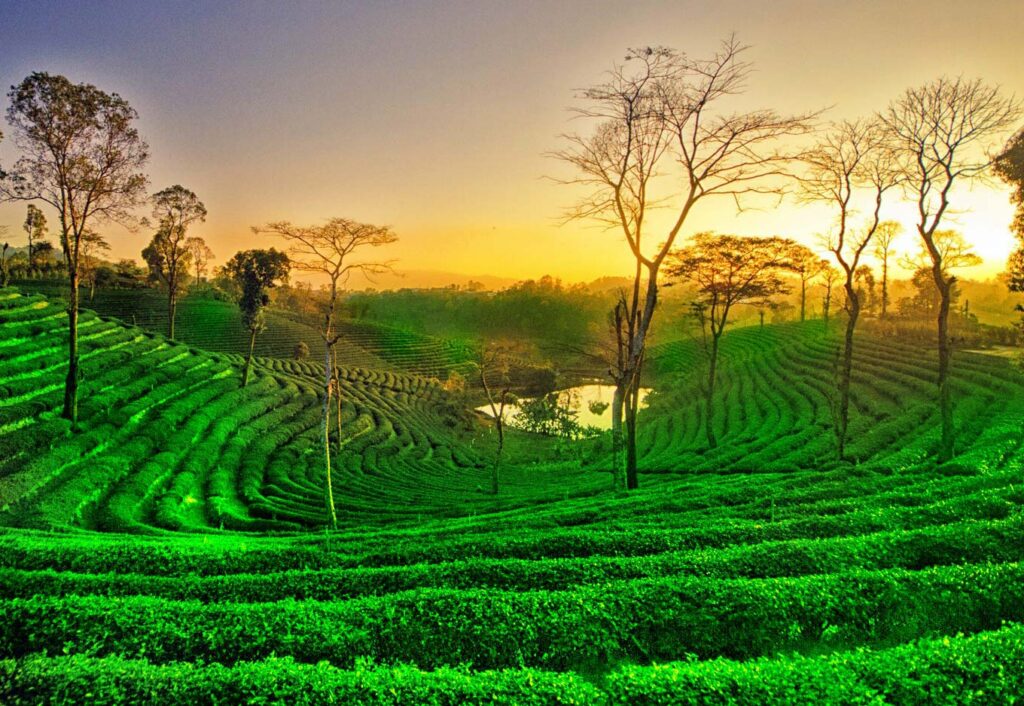 Tea Plantation Estate in Assam North East India