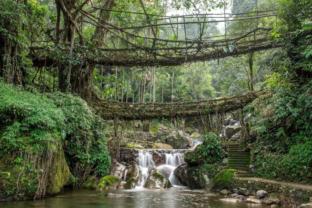 Living root bridges Meghalaya North East India