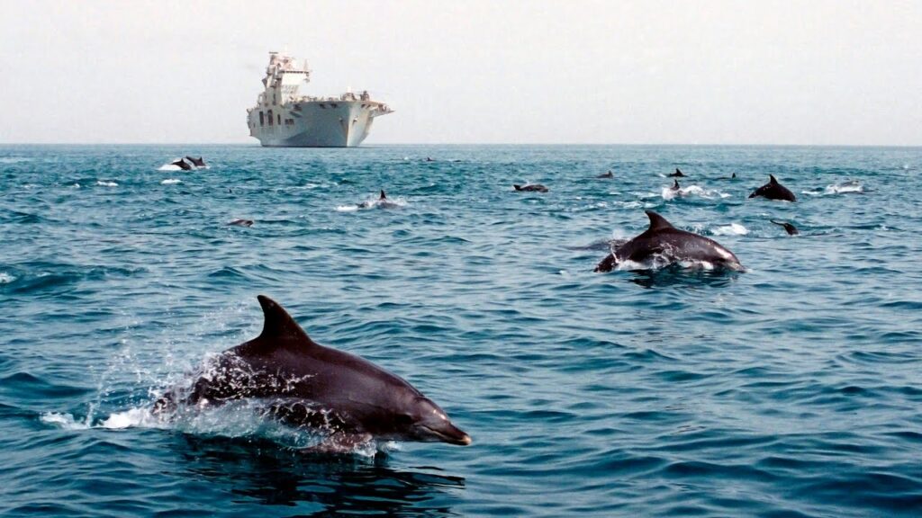 Dolphin Watching in Mahatma Gandhi Marine National Park, Havelock Island Andaman Islands