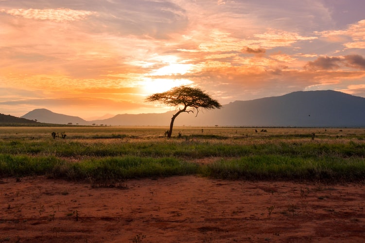 Read more about the article Walking Safaris In Africa In 2021