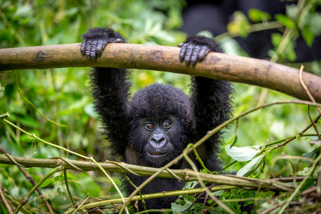 Baby gorilla in Virunga National Park Congo - Kinshasa Africa