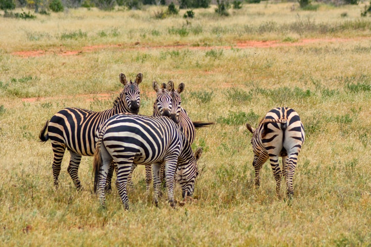 Zebras in the wild in Africa