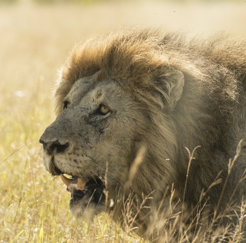 A mejastic lion in Kruger National Park South Africa