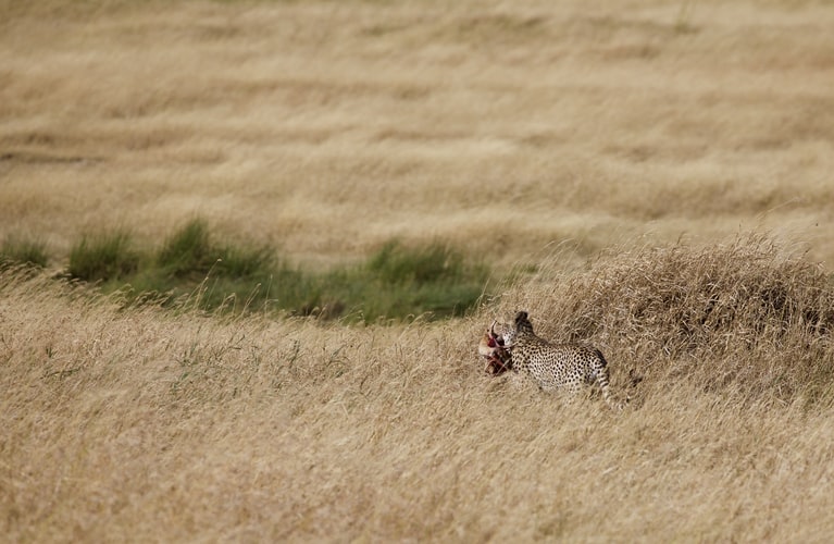 Leopard hunting in Serengeti National Park in Tanzania Africa