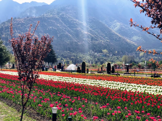 Kashmir Tulip Festival in Srinagar