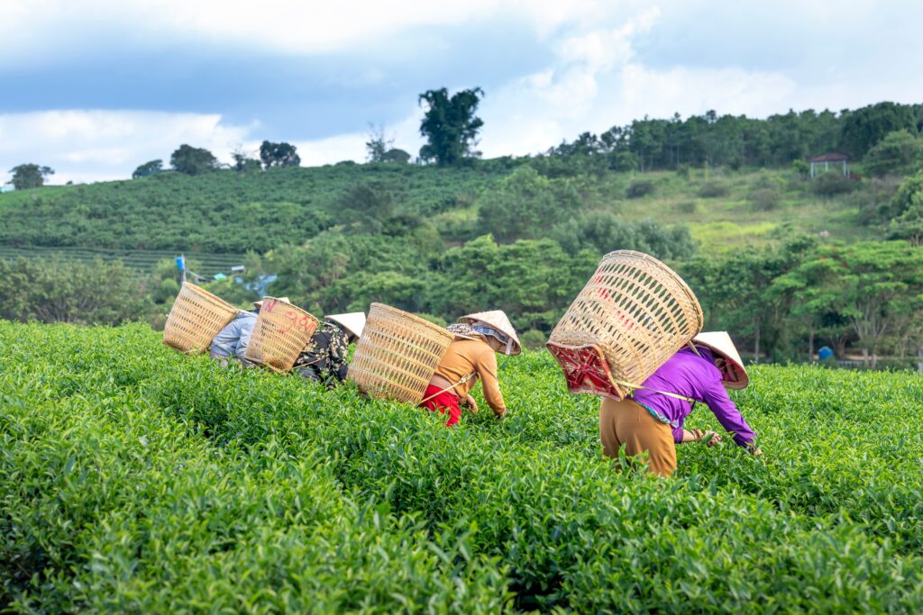 NUWARA ELIYA EXPLORE TEA COUNTRY ​