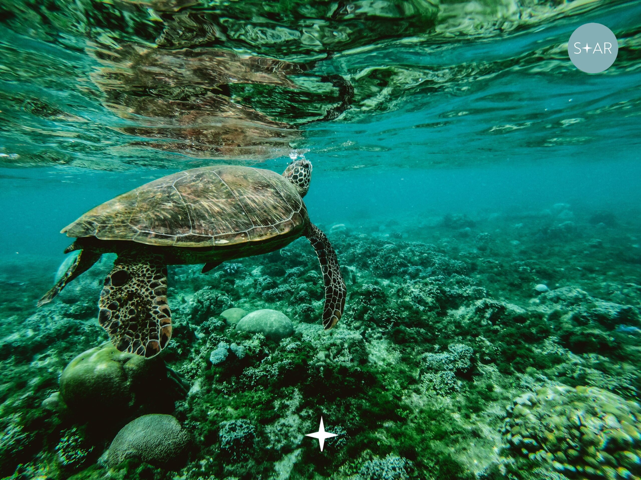The Great Barrier Reef, Queensland