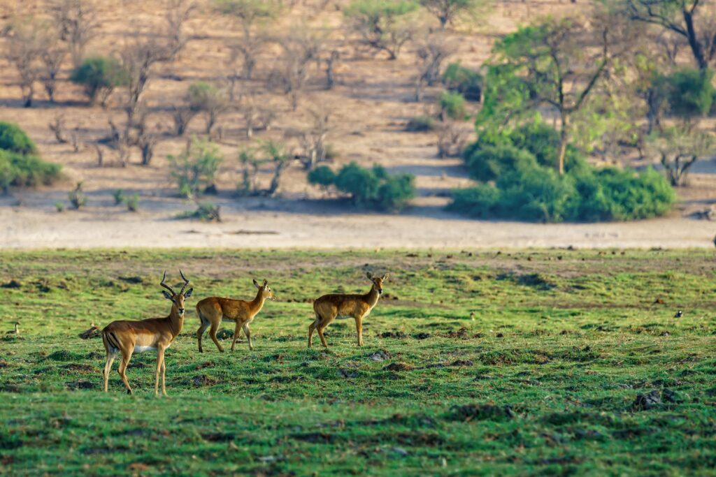 YALA NATIONAL PARK INTO THE WILD​
