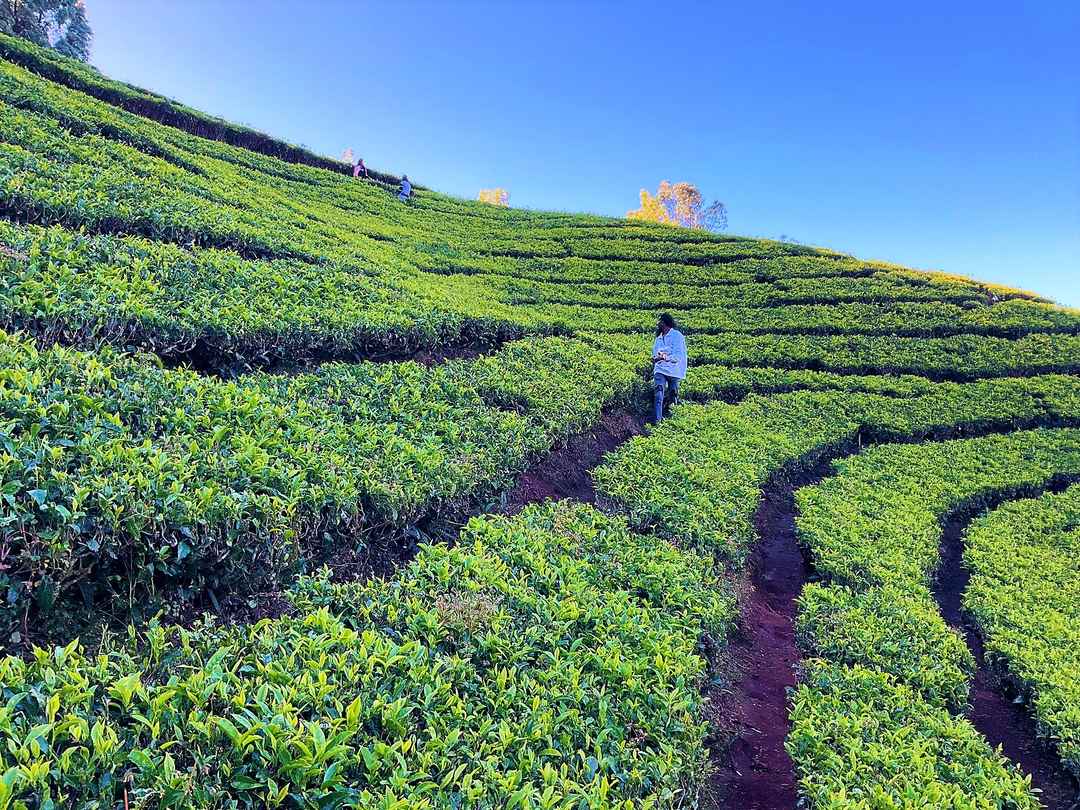 Tea Estates