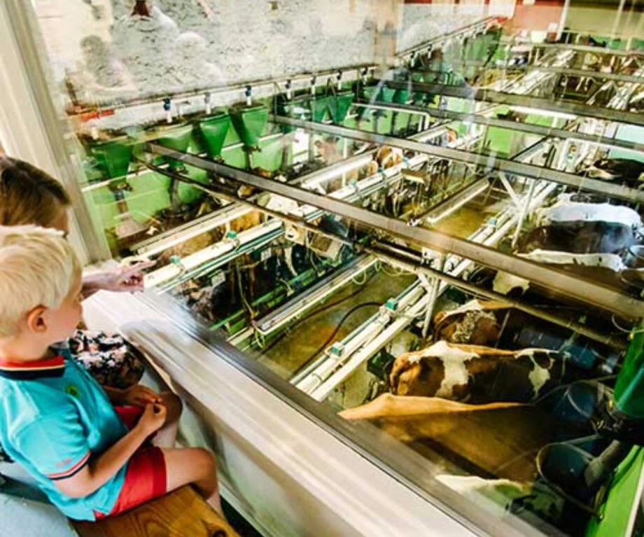 Watch cows being milked from the café at Low Sizergh Barn near Kendal