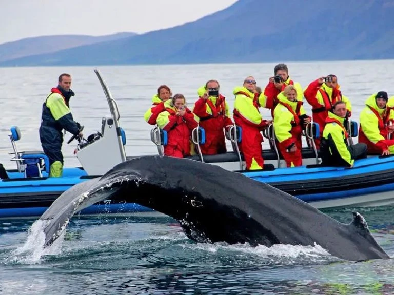 Take a Whale Watching Tour