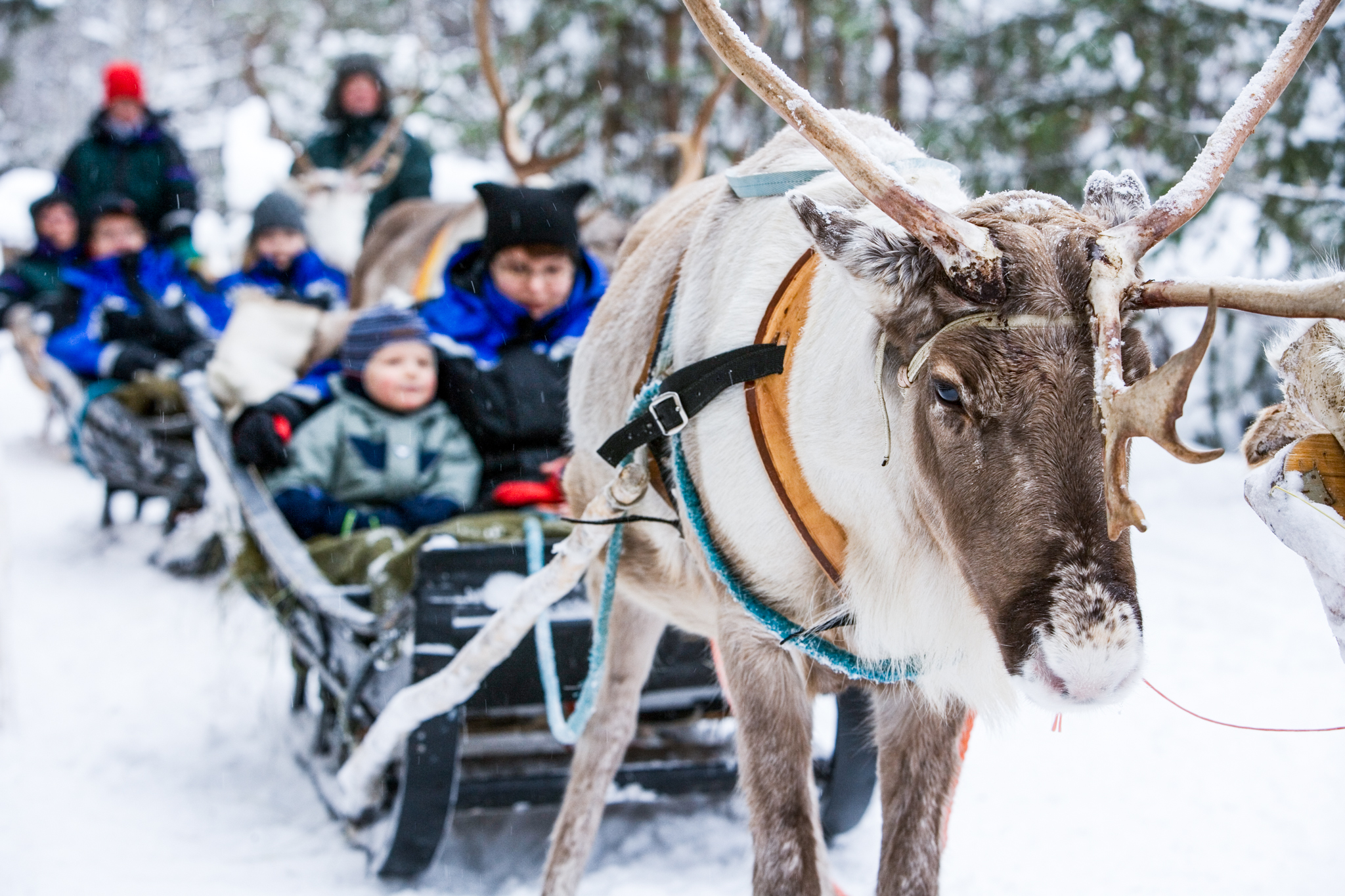 Husky and Reindeer Safaris