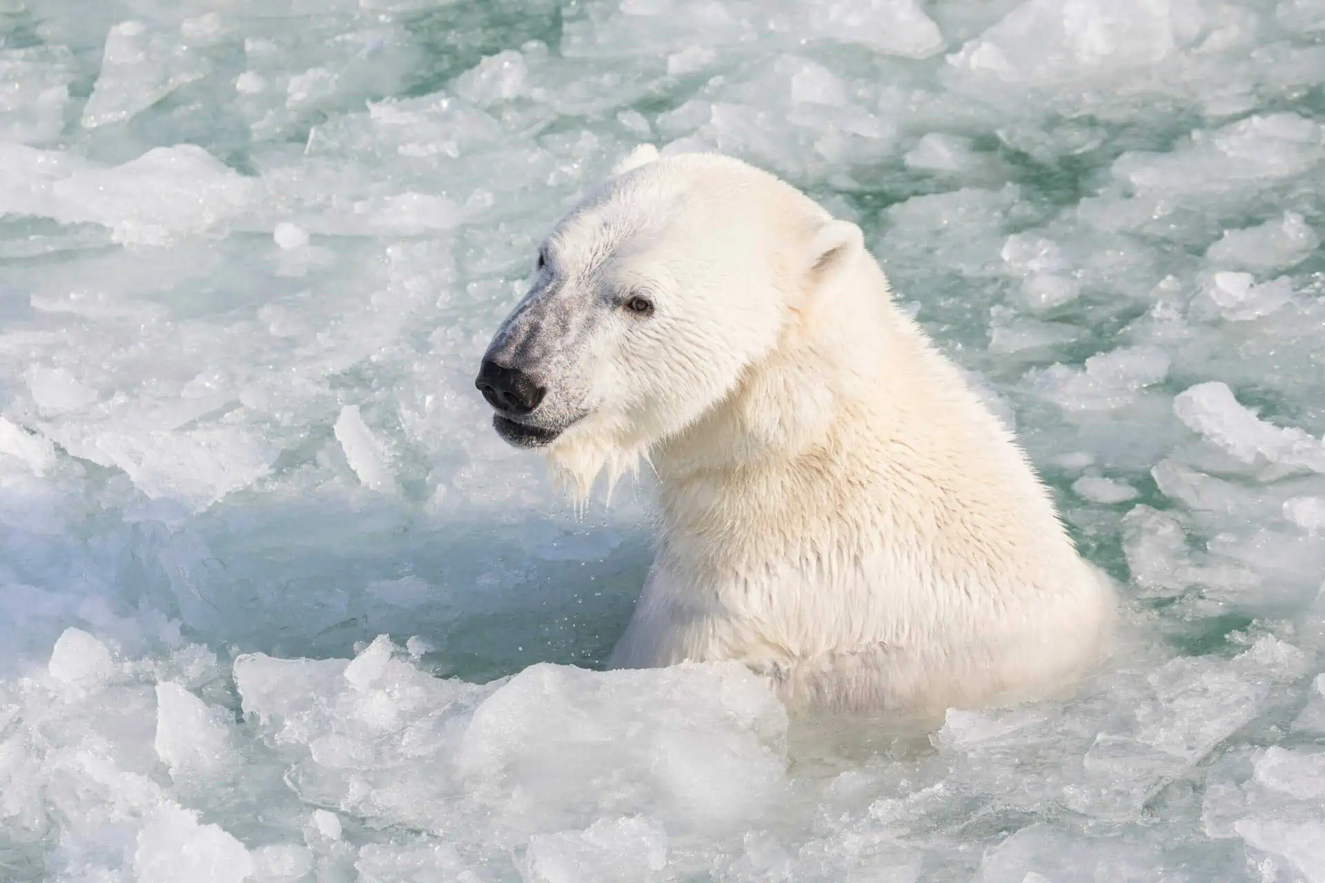 Visit the Arctic Wildlife Park